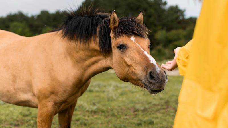 Bien préparer l'arrivée d'un jeune cheval