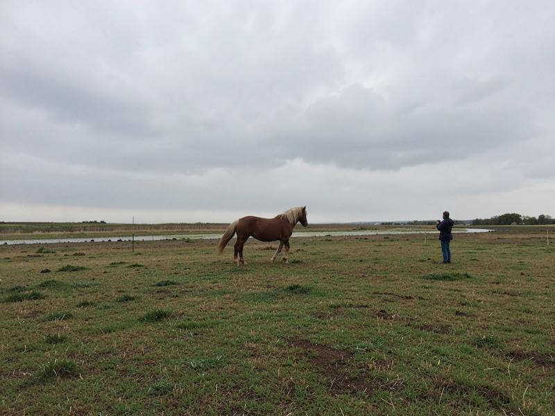 Observer le comportement quotidien de son cheval