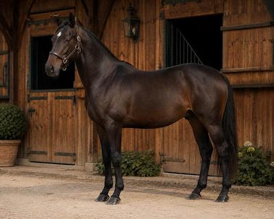 Armagnac, cheval disponible à La Boissière Stud
