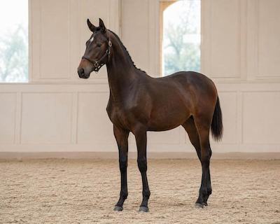 Éclipse, jument d'élevage de La Boissière Stud