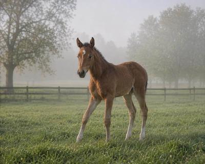 Brume, poulain de La Boissière Stud