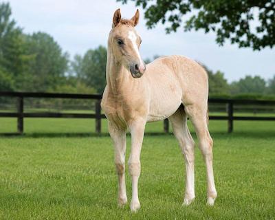 Sélune, pouliche née à La Boissière Stud