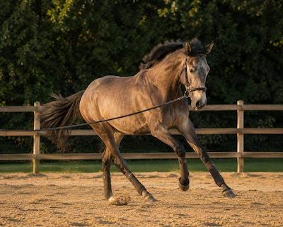 Mistral, cheval du domaine de La Boissière Stud