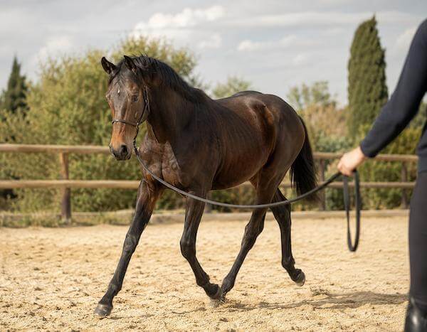 Suivi du jeune cheval